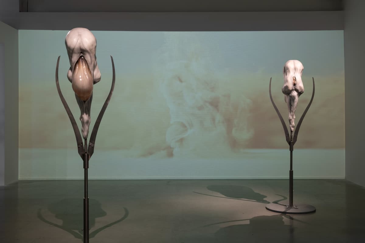 Metempsychosis installation view 20