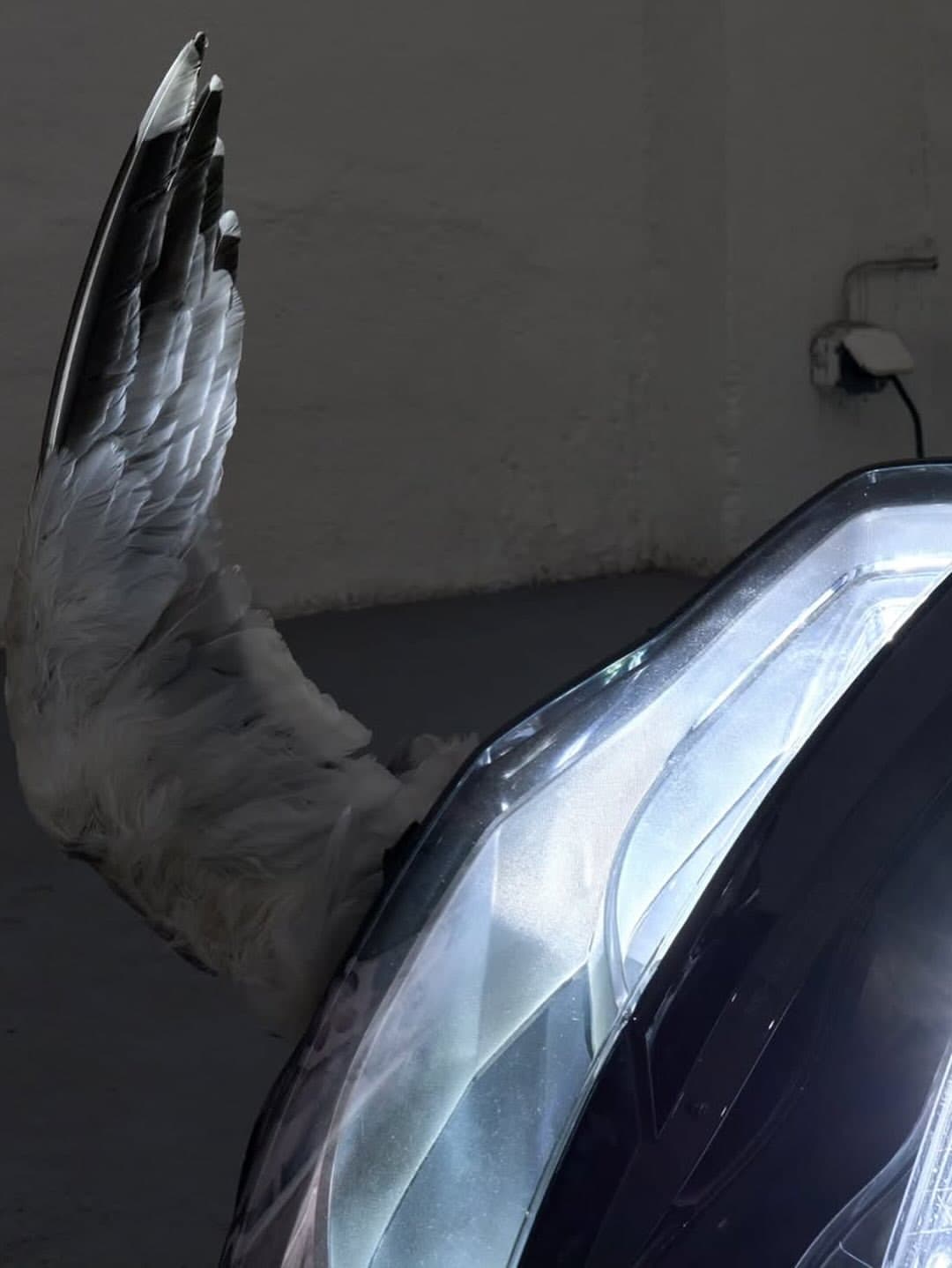 WITH FEATHERS AND FLESH installation view 6