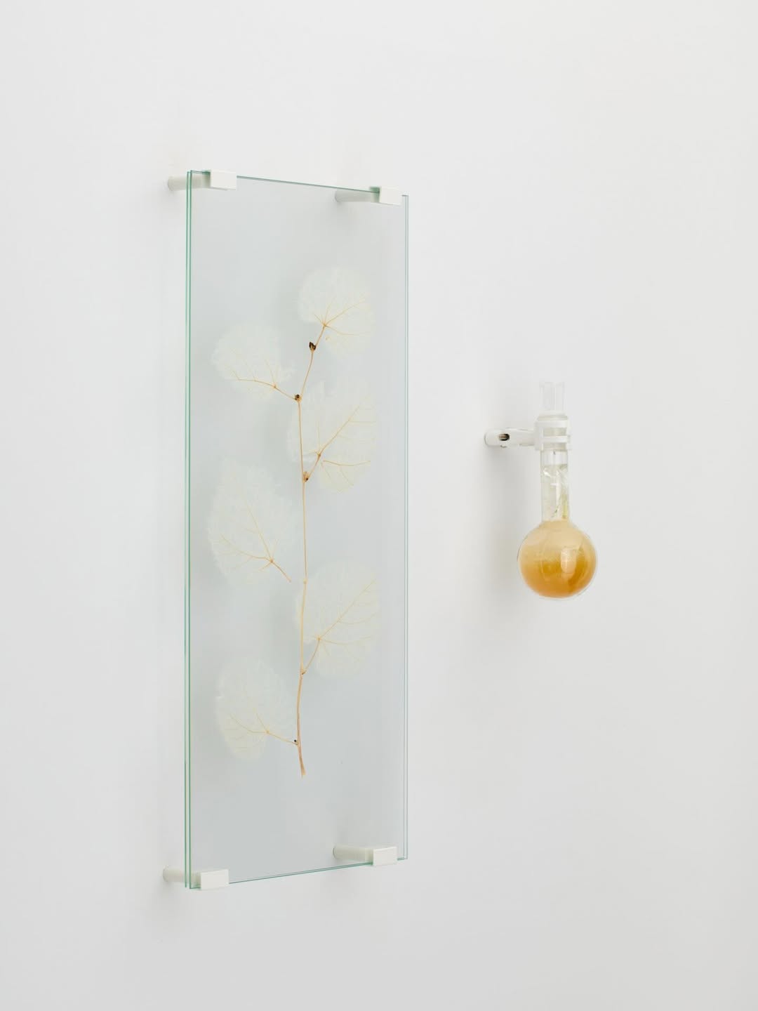 MOONLIT BOTANICAL COLOUR THEORIES installation view 8